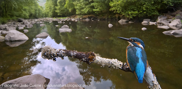 fotografia de João Cosme  -  Pormenor de pássaro Guarda-rios 