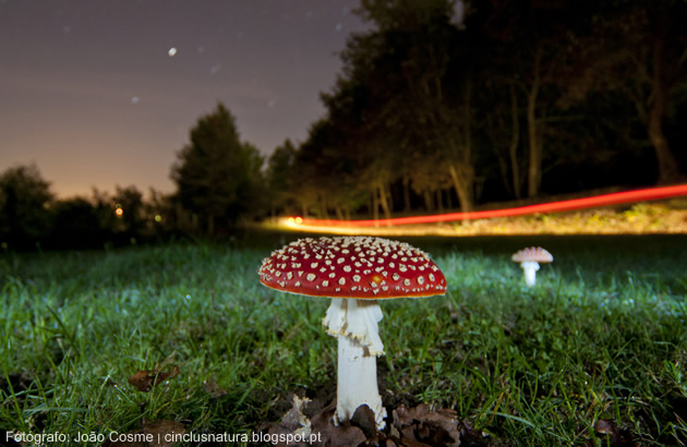 fotografia de João Cosme  -  Pormenor de cogumelo amanita muscaria 