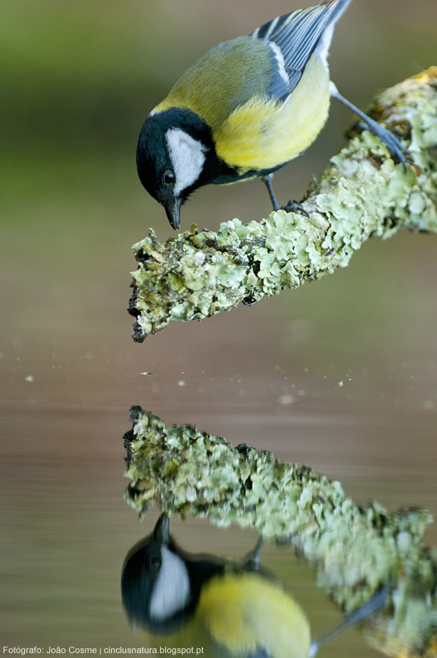 fotografia de João Cosme  -  Pormenor de Chapim Real